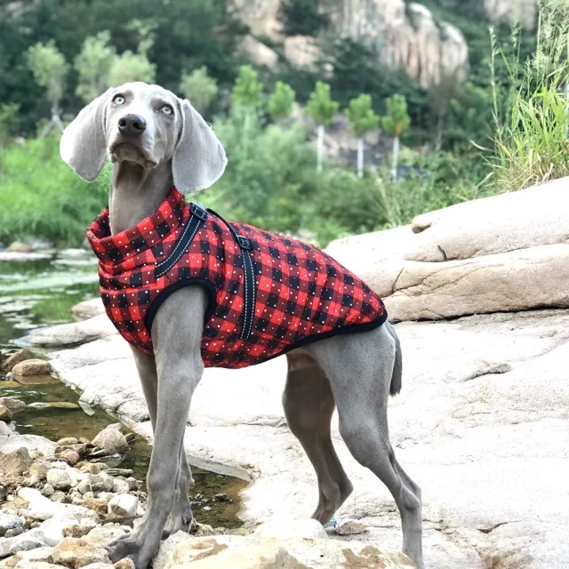 New Pet Reflective Cotton padded Coat Christmas Plaid - Shop at LoveMi