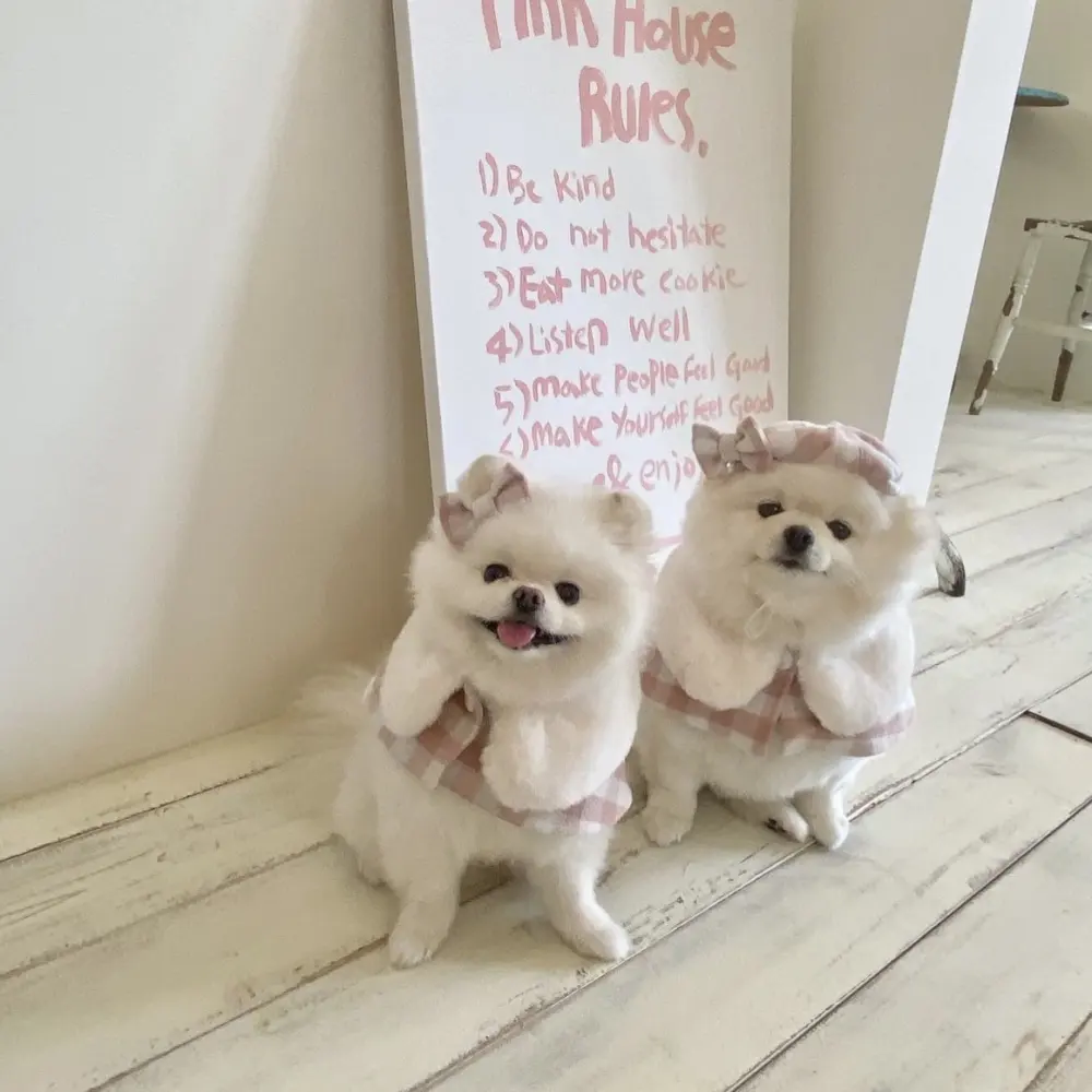 Korean Plaid Pet Cape Scarf and Hat Set