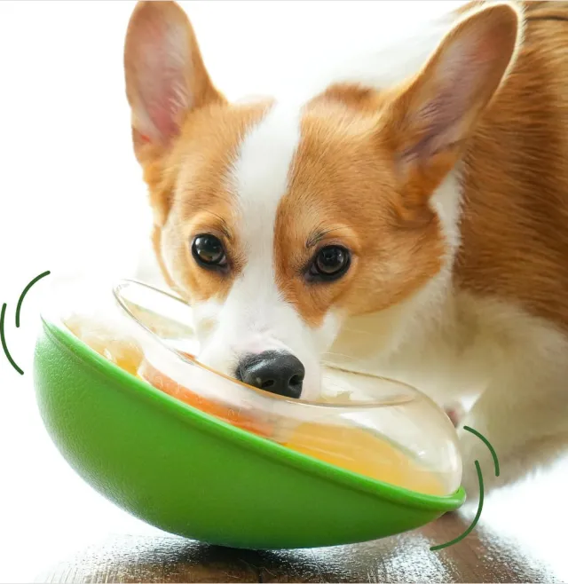Anti tumble Avocado Pet Feeding Bowl Green - Shop at LoveMi