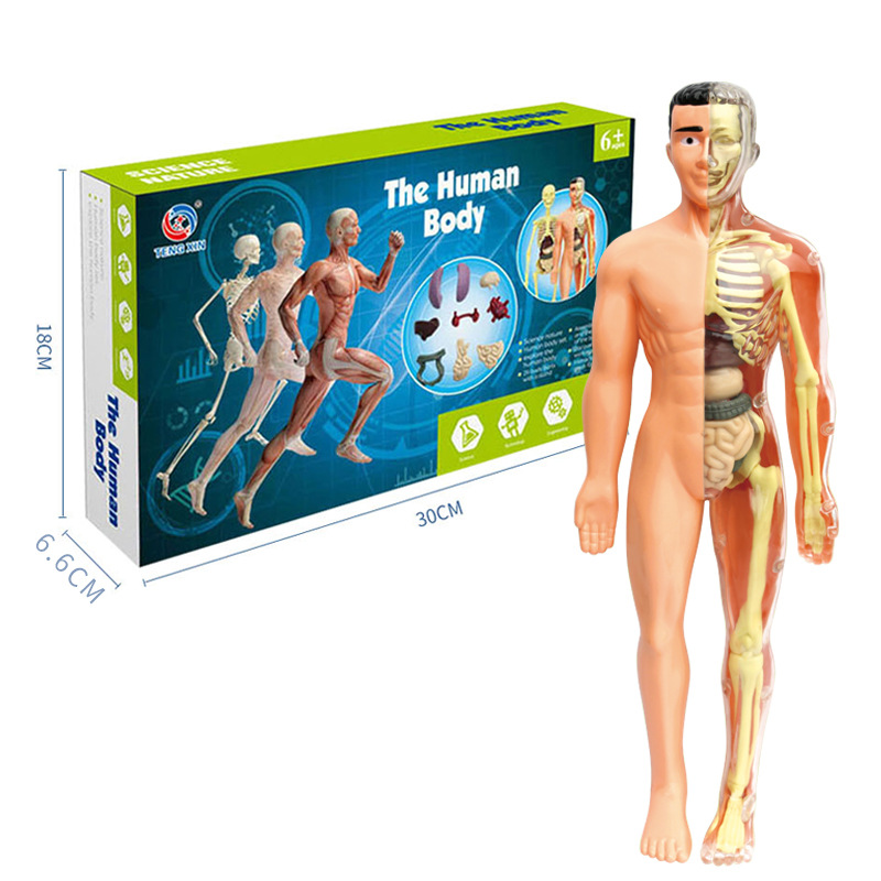 Full Body Mannequin Color Box