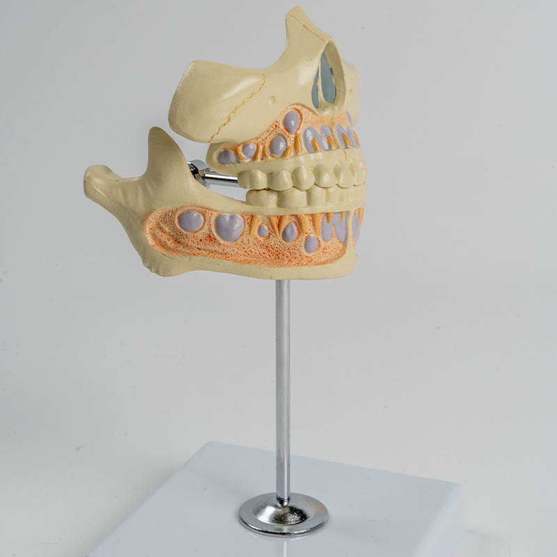 Dental And Oral Anatomy Teaching Models And Supplies