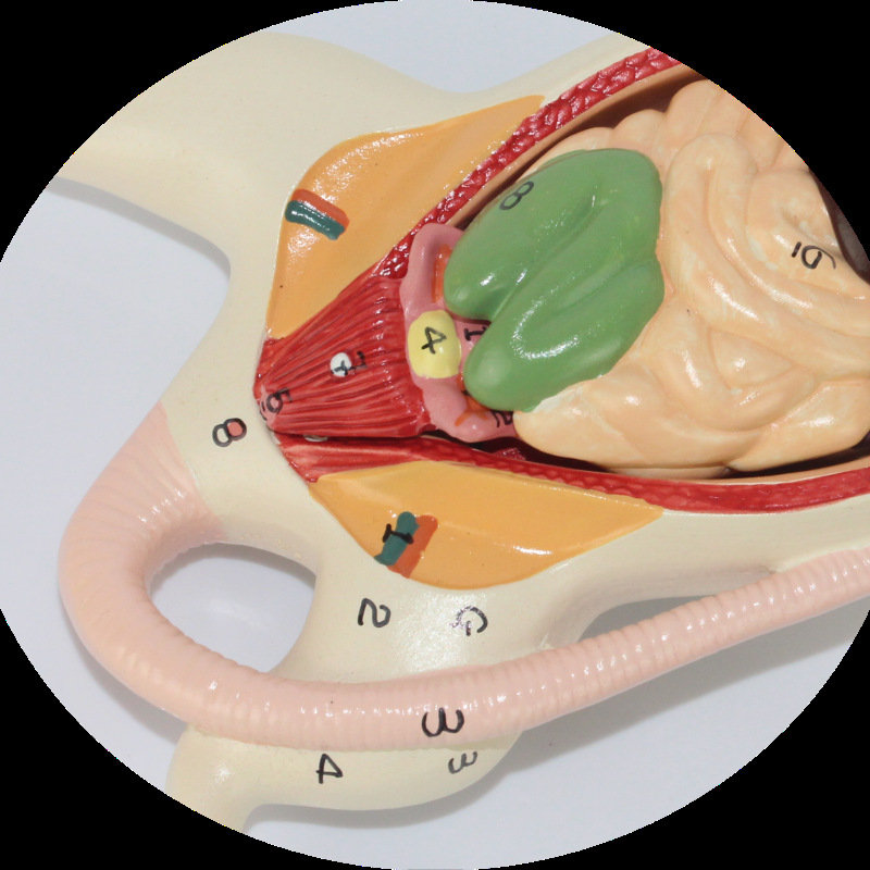 Mouse Dissection Model Mouse Internal Organs 4