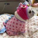 Without Hat