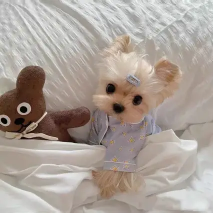 Korean Spring Blue Star-patterned Pajamas Suit