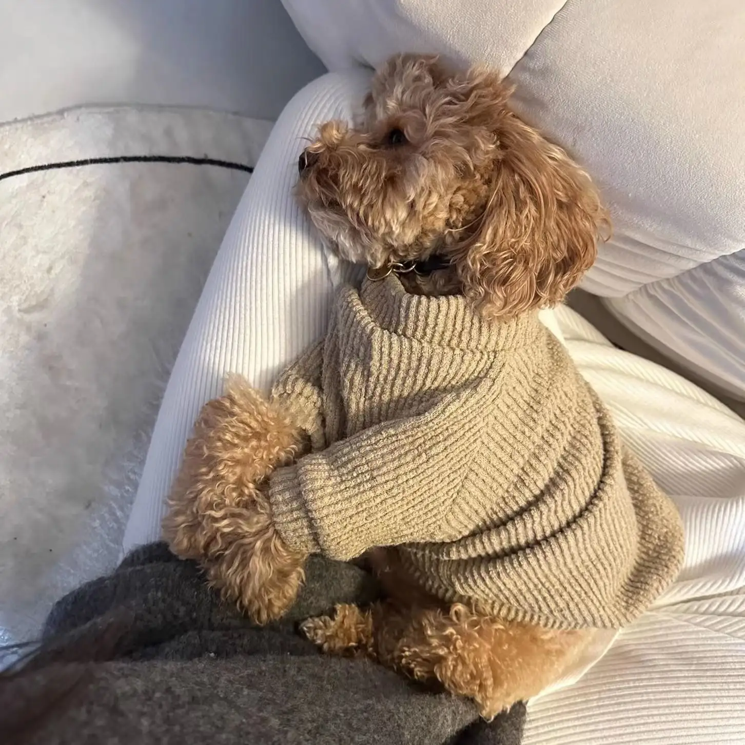Pet Dog Clothes Sweater Pullover Bichon Pomeranian