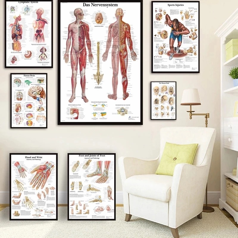 Human Anatomy Muscle Canvas Print Poster
