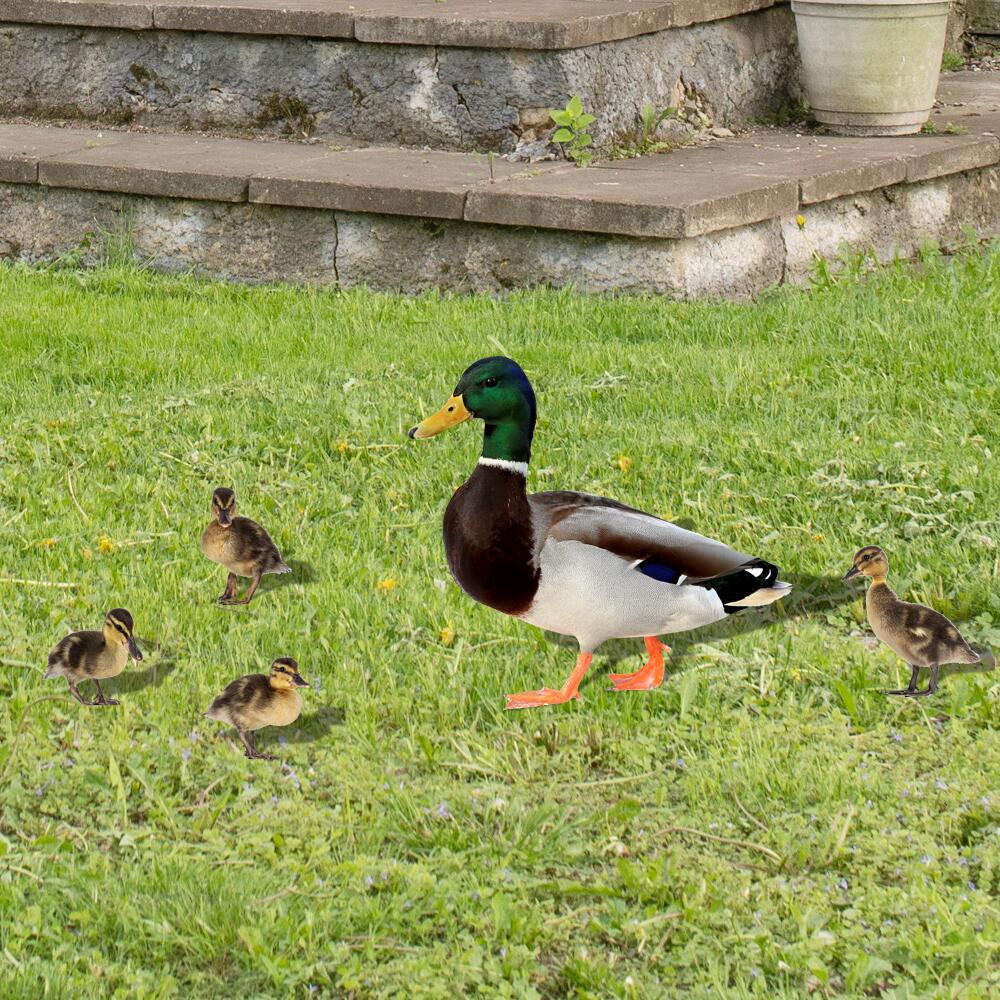 Title 4, Three-dimensional Courtyard Wild Duck Child Acr...