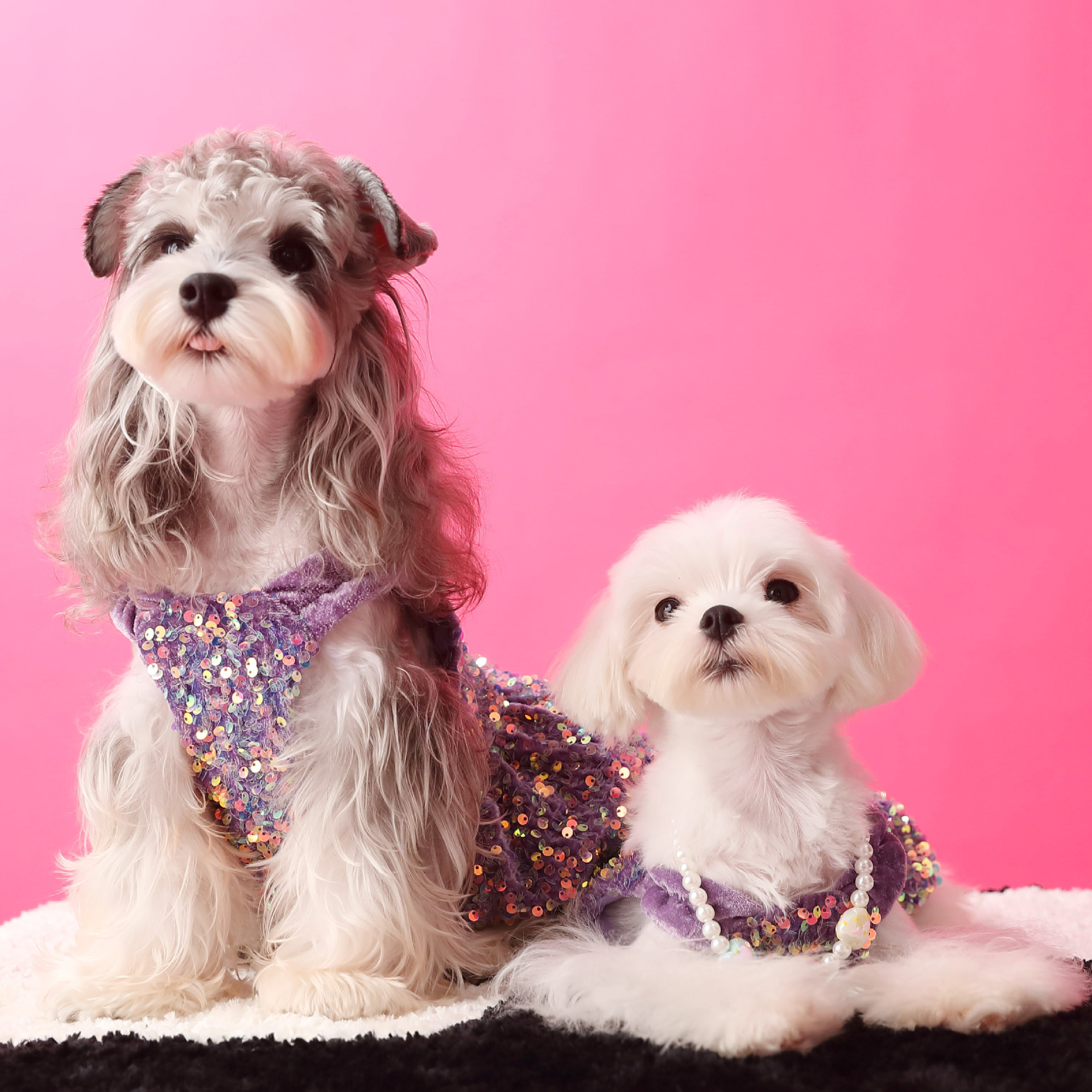 Female Dog Clothes Autumn Dress Velvet Sequins
