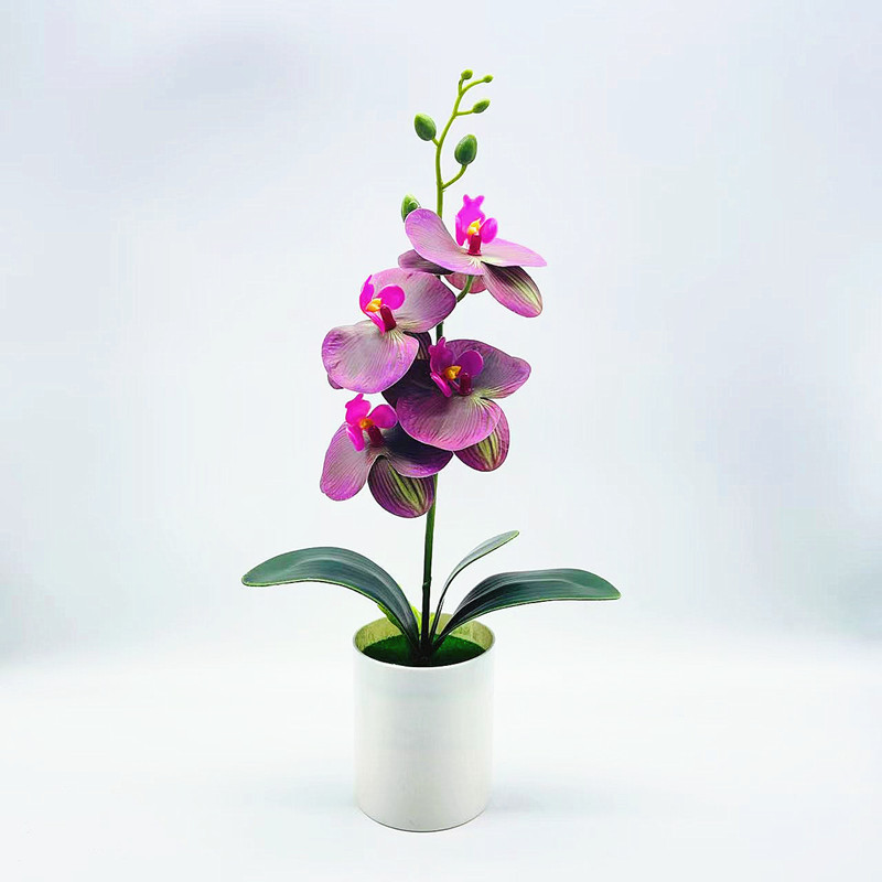 4 Phalaenopsis Eyebrow Purple