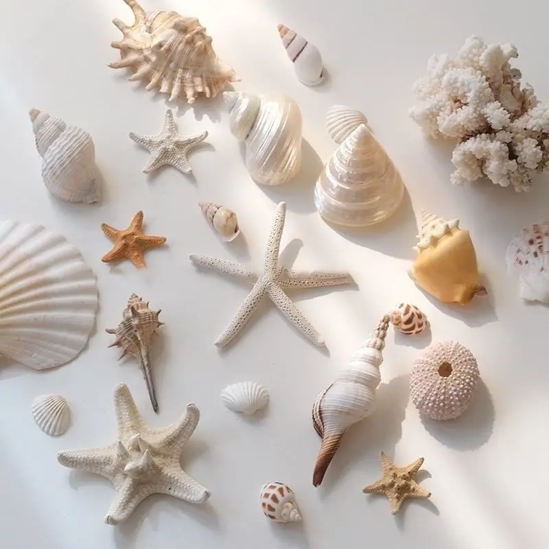 Natural Shell Starfish Ornaments Conch Decorations