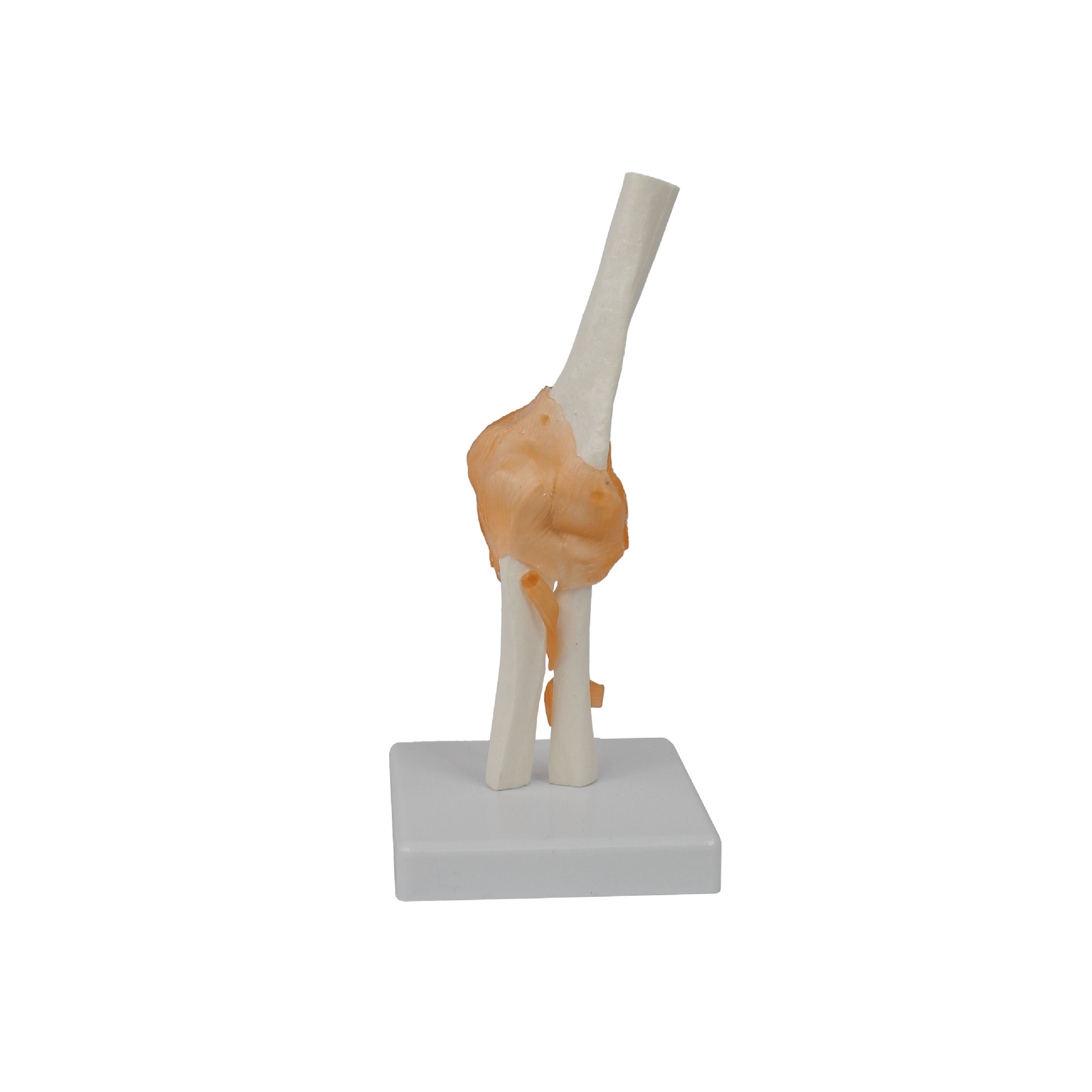 Ligament-attached Elbow Joint Motion Model