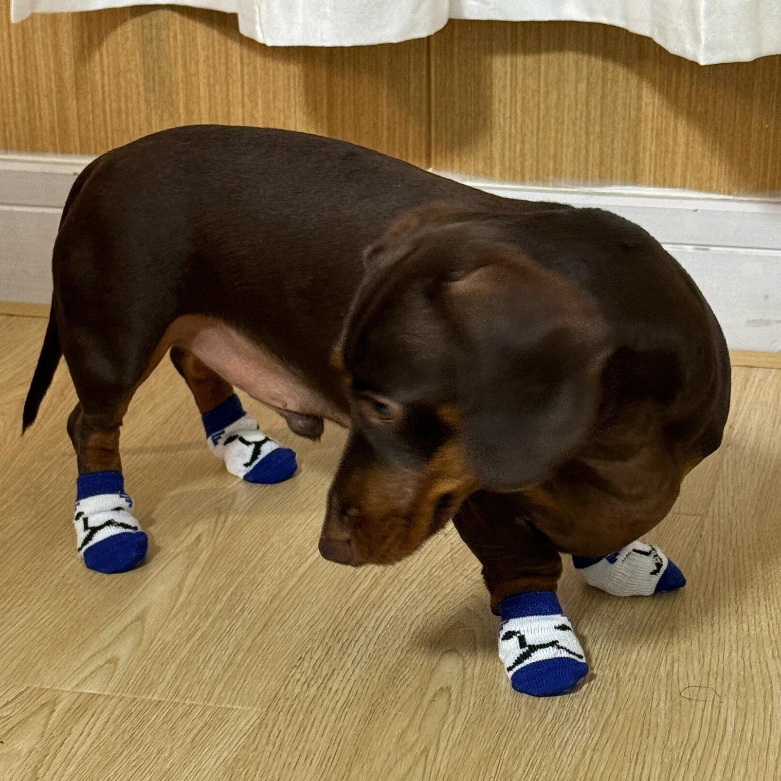 Set Of 4 Durable Scratch-resistant Dirt-proof And Non-slip Paw Covers For Cats