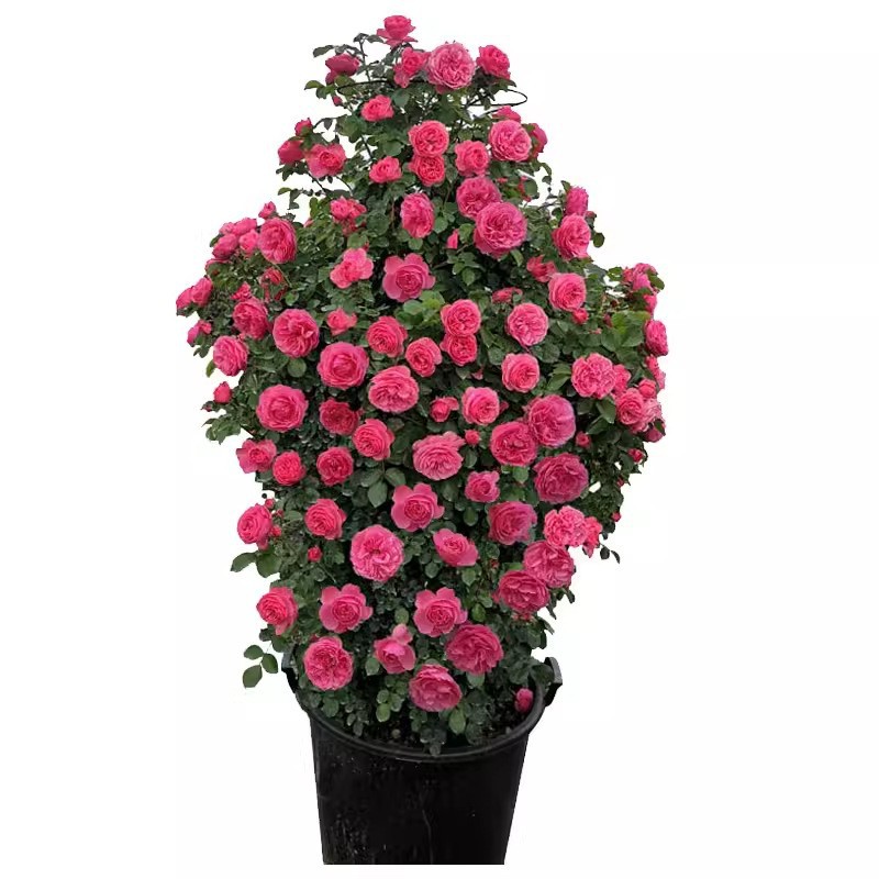 https://cf.cjdropshipping.com/quick/product/e29c9479-960a-4071-9d8d-5e783c3b74a0.jpg