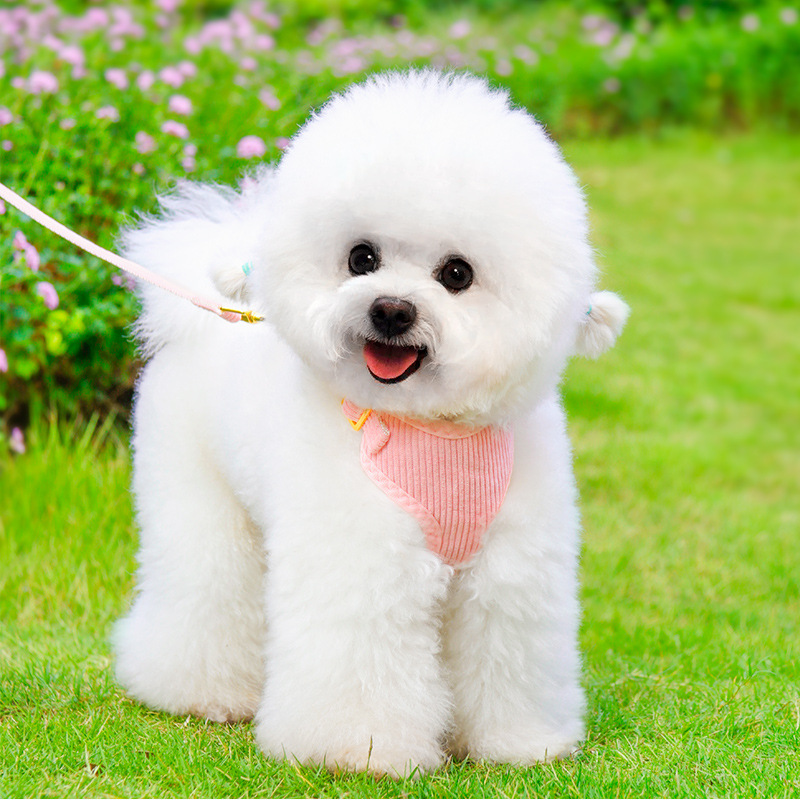 Dog Leash And Harness For Outdoor Use