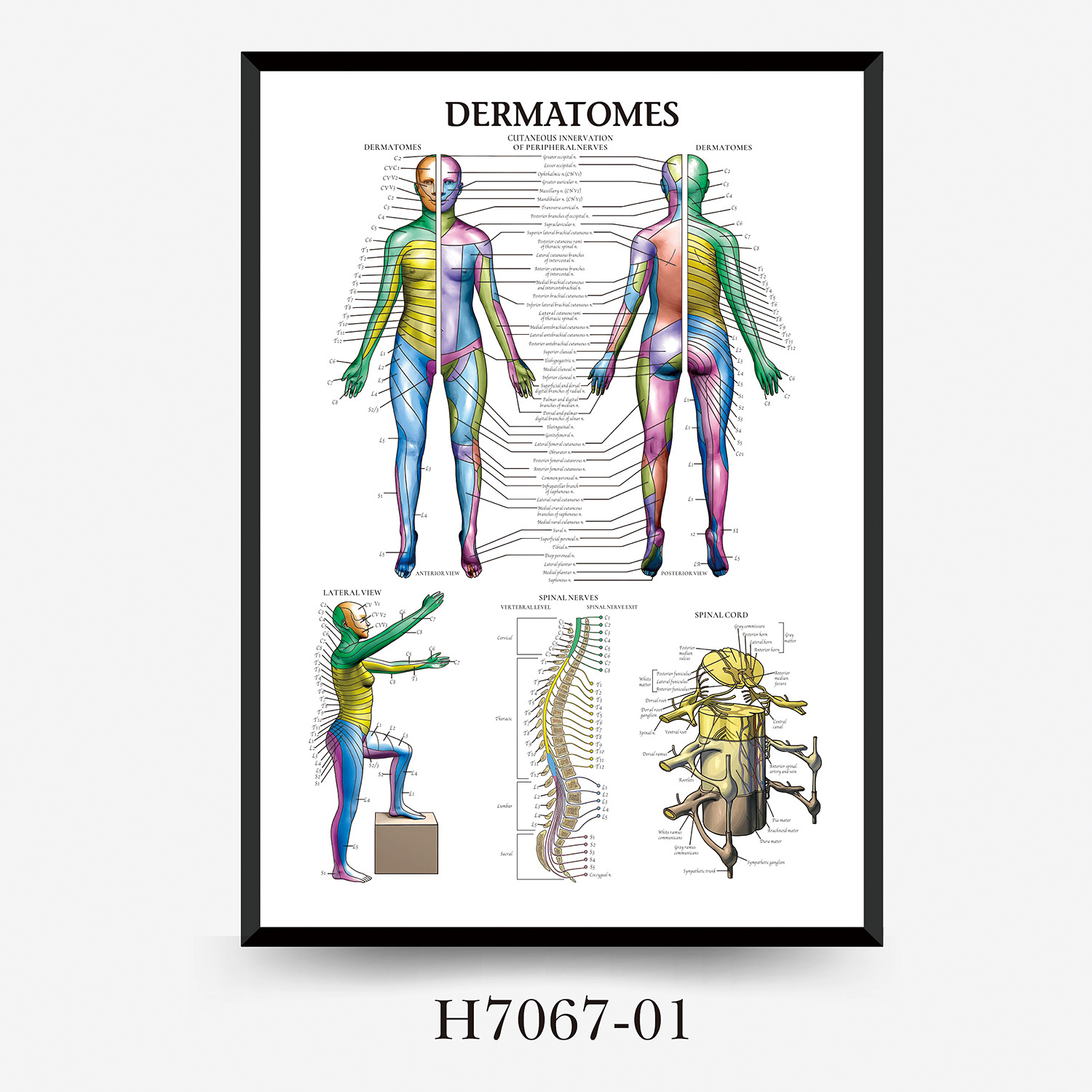 Wall Chart Human Anatomy Muscles Gym Medical Education Decorative Painting 7