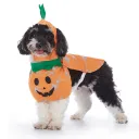 Pf100 Orange Pumpkin