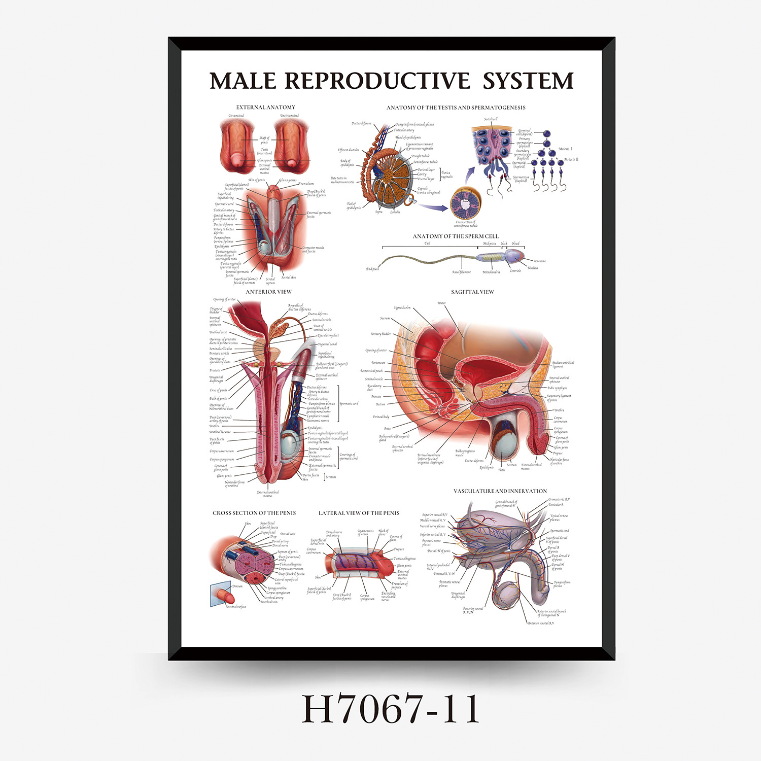 Wall Chart Human Anatomy Muscles Gym Medical Education Decorative Painting 6