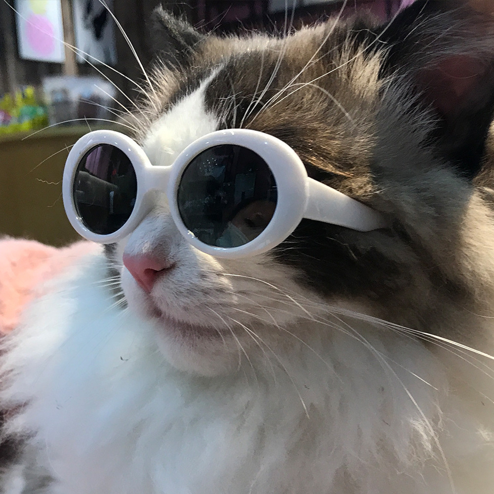 Title 2, Red Pet Sunglasses Cat Model. Fashion-forward e...