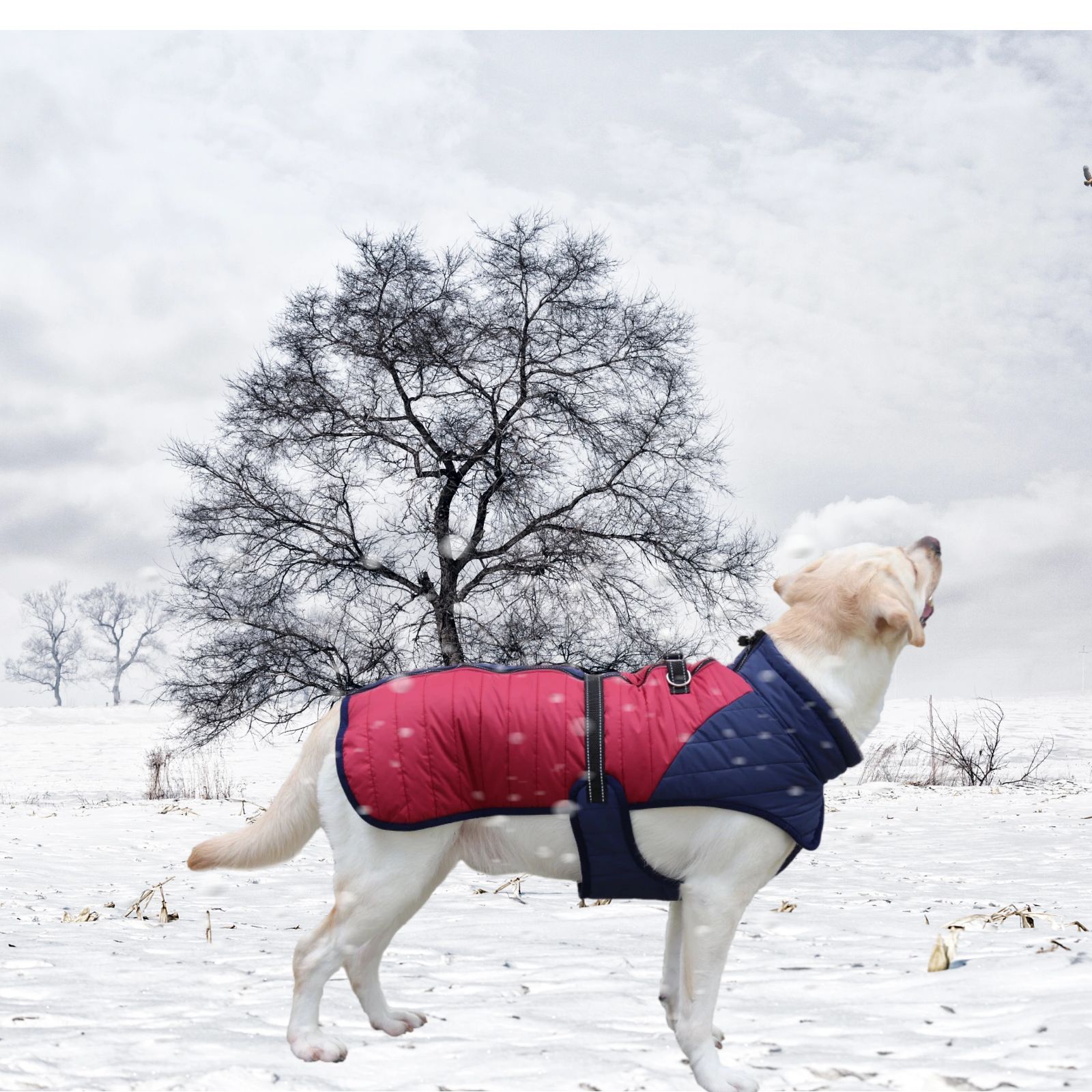 Title 8, Manteau épais et chaud pour chien, automne et h...