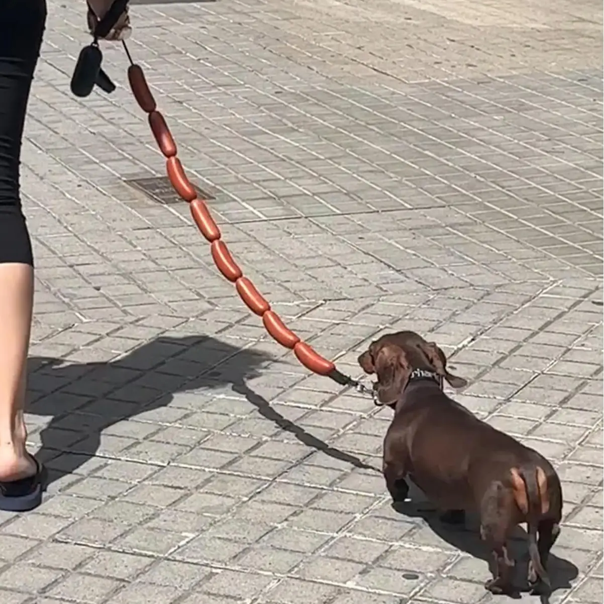 Dog Hand Holding Rope A Bunch