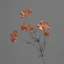 Coral Pink