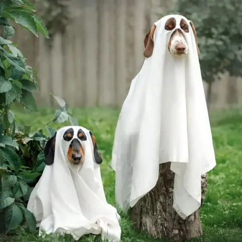 Halloween Ghost Costume Props and Decorations