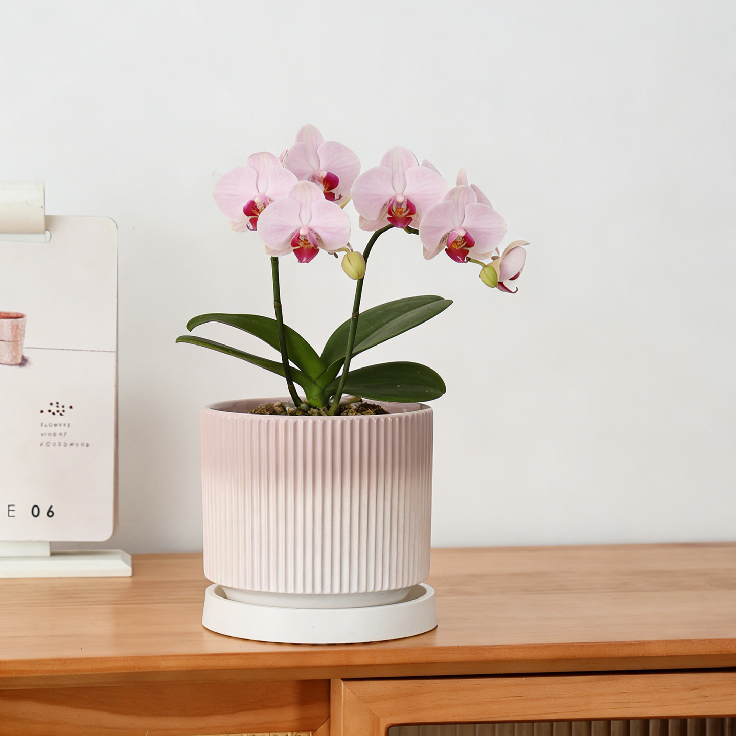 Wholesale Ceramic Flower Pots In Nordic Style For Phalaenopsis And Spider Plants