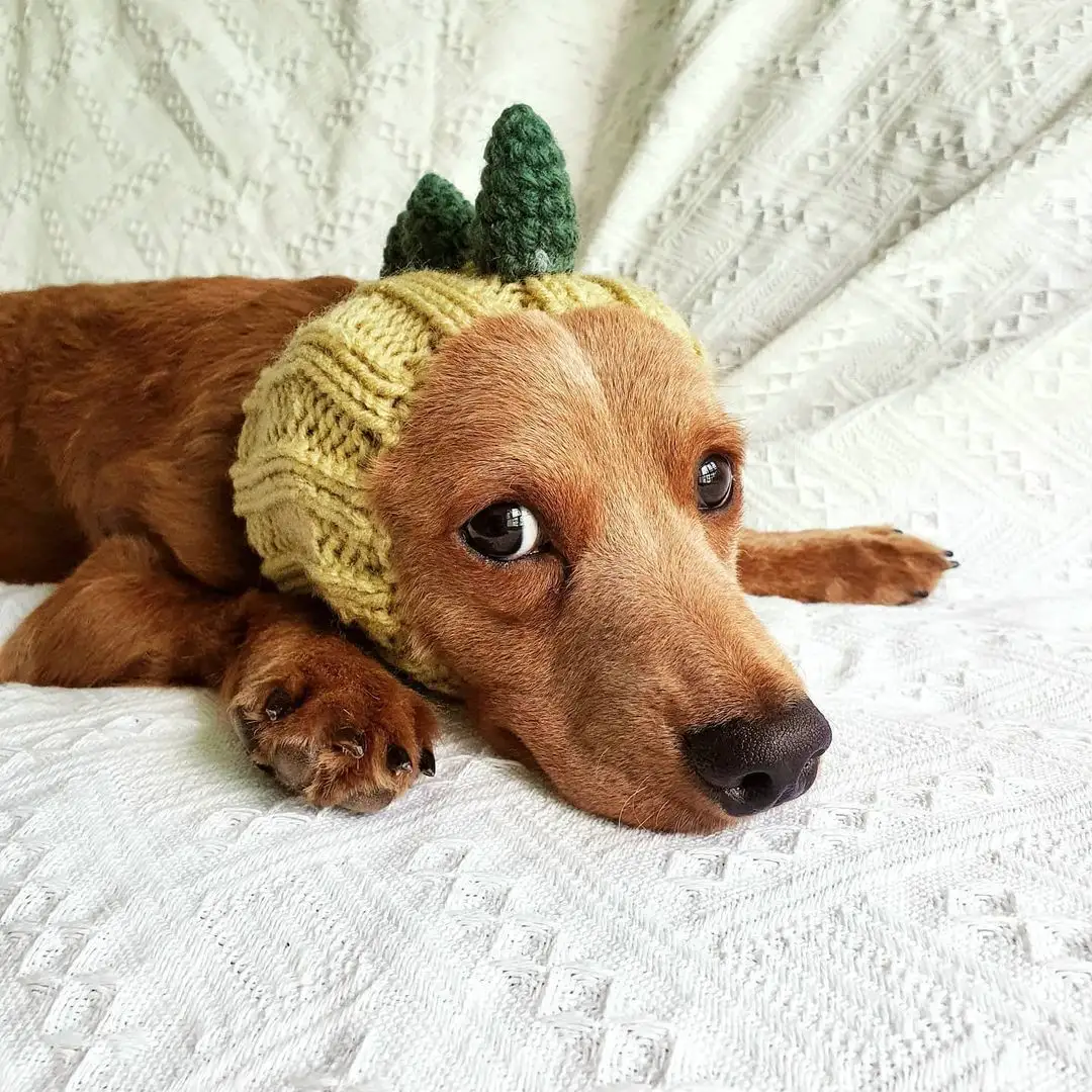 Pet Dog Dinosaur Warm Windproof Halloween Knitted