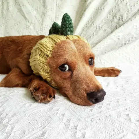 Pet Dog Dinosaur Warm Windproof Halloween Knitted Hat Head
