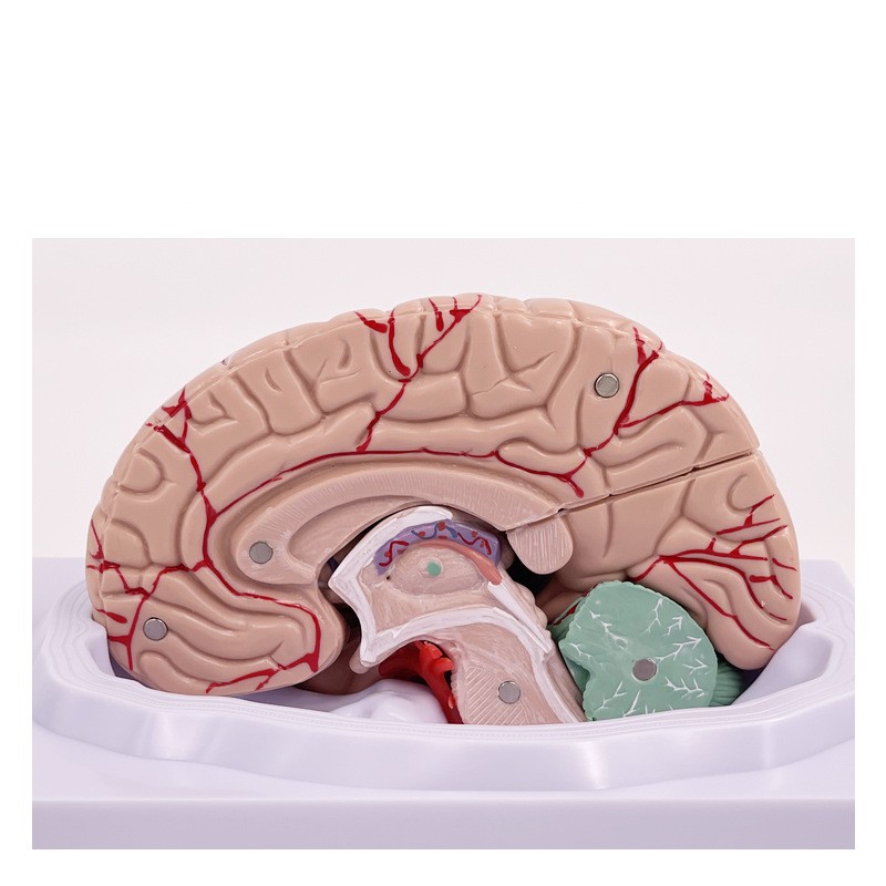 Brain model brain functional region color