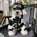 Big Cow Fur