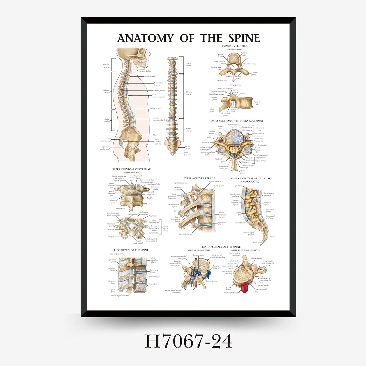Wall Chart Human Anatomy Muscles Gym Medical Education Decorative Painting 2